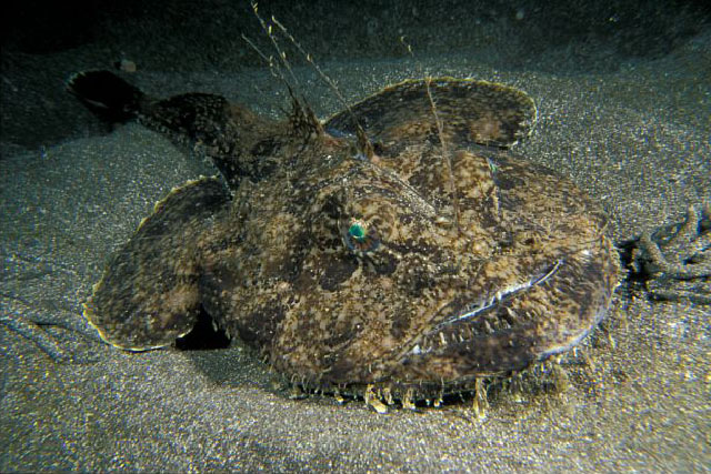 (Lophiidae Rafinesque, 1810) Семейство Лофииды, Удильщиковые, Морские ...